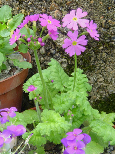 Primula cortusoides en fleurs dans les sous-bois clairs des montagnes